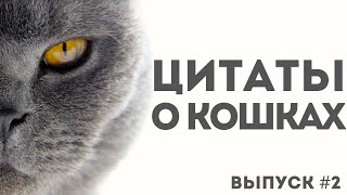 Цитаты про кошек | Мудрые мысли и афоризмы о котах