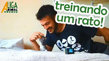 Como treinar um rato Twister?