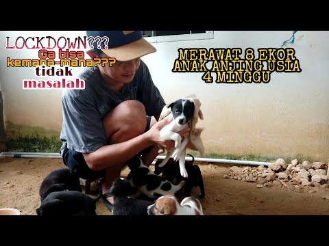 GA BISA MANCING AKIBAT LOCKDOWN || BEGINI MERAWAT 8 EKOR ANAK ANJING USIA 4 MINGGU