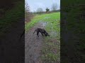 Day 8 my cane corso puppy knight off leash playing an slips in the mud 🤦♂️😂 #7dayactivation