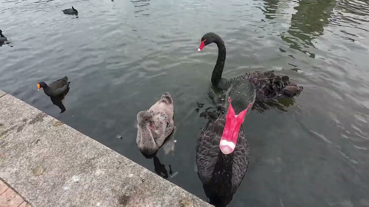 Outdoor spotted Black and Diamond Snakes, Black Swan and long-finned Eels