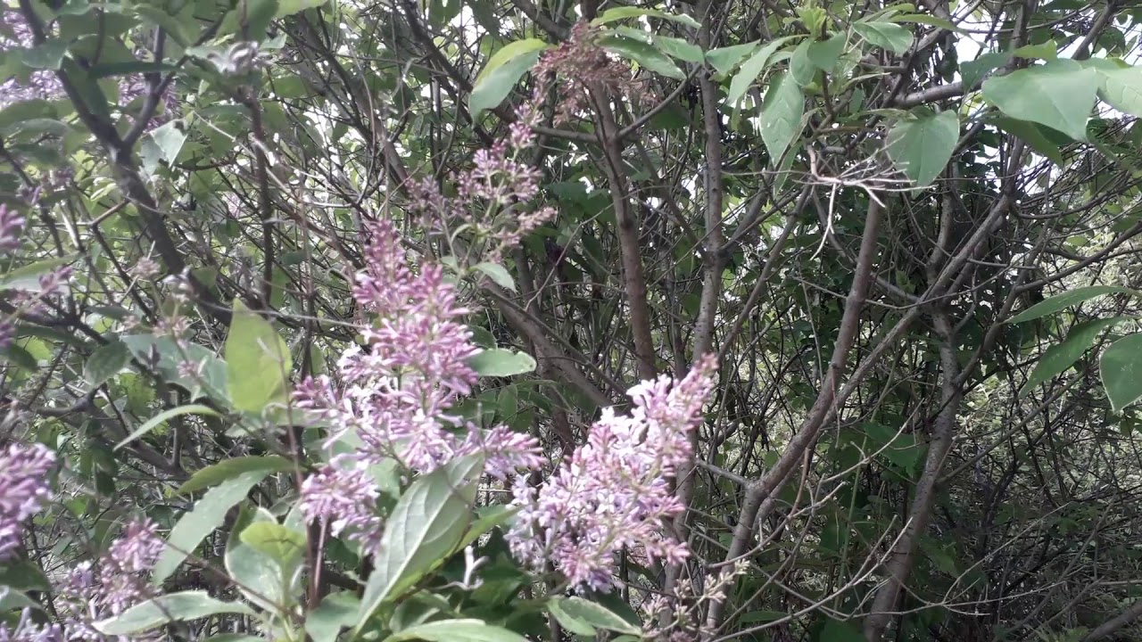 Сирень венгерская. Небольшой обзор. Май. Сибирь - YouTube