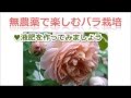 ◆【無農薬バラ栽培】　特製液肥をつくってみましょう。