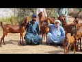 Gulabi tapri goat breednarejo goat farm  complete documentary