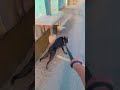 Evening walk with Shanky 🐾🐕🦴#dog #viral #shorts #explore
