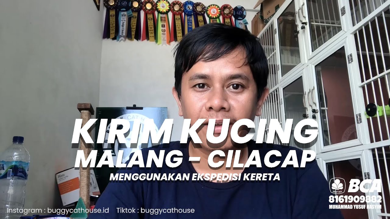 EPS 28 - KIRIM KUCING MALANG CILACAP - BUGGY CAT HOUSE