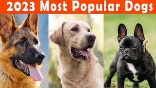 Top 10 Dog Breeds of 2023