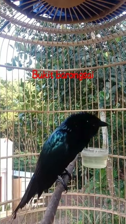 srigunting bukit ngebarong
