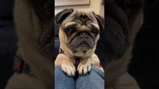 Easy Dog Training  Teaching ‘Place’ #pugdog #pugs #pug #youtubeshorts #shorts