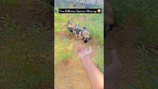 Two Different Species Meet-up 😂❤️ animal Behaviour physiology #dogs #funny #shorts #memes #cutedog