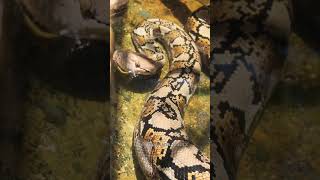 Longest Snake in the World 😱
