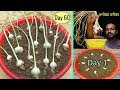 How to grow Thousands of Garlic from a Single one at home | लहसुन उगाने का सबसे तेज़ और आसान तरीका