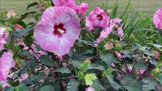 Summerific® 'Spinderella' Rose Mallow Hibiscus | Native