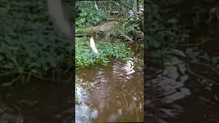 mancing di kolam disela daun kangkung #mancing #ikan#dikolam