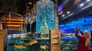 I Visited The Biggest Aquarium in Malaysia : Aquaria KLCC