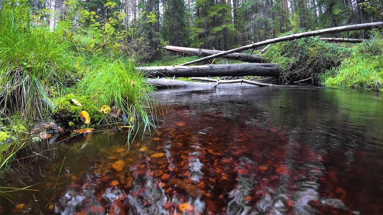 Лесной стороною - Полноводный ручей - YouTube