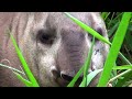 TAPIR resting (TAPIRUS TERRESTRIS), ANTA-BRASILEIRA, ANTA, Cameraman shaking with fear. Wild animal.