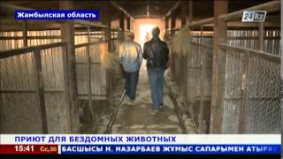 Возрождают приют для бездомных собак и кошек на юге Казахстана Возрождают приют для бездомных собак и кошек на юге Казахстана