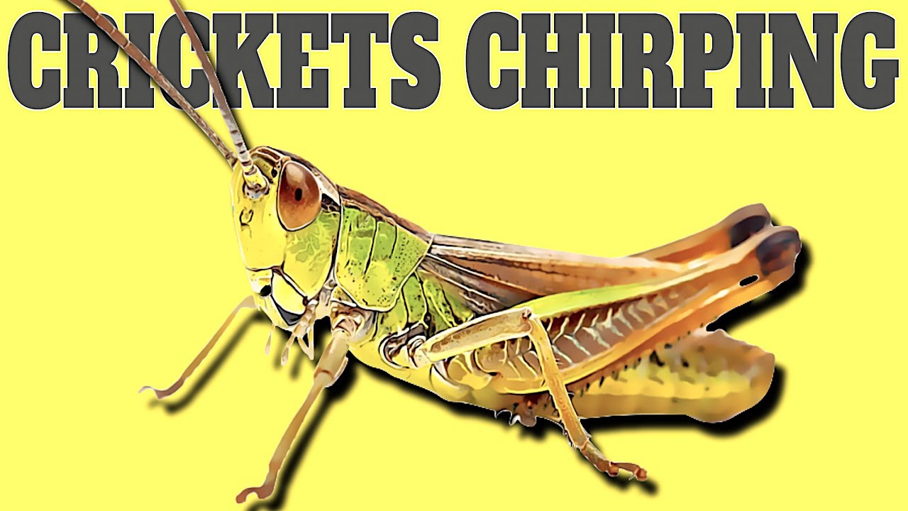 Real Cricket Chirping Sound | Cricket Noise - YouTube