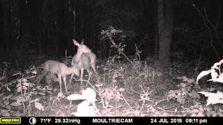 Doe and fawn(m990i trail camera) screenshot 5