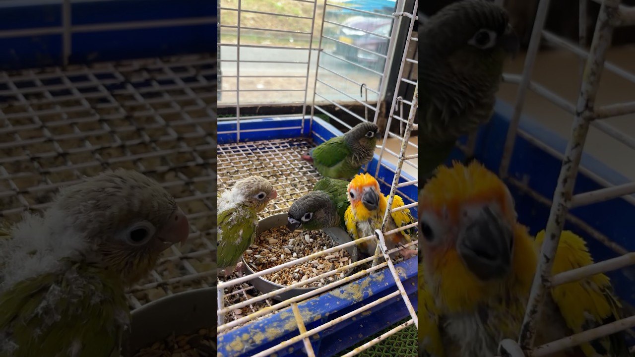 ഇത്രയും കുഞ്ഞുങ്ങളോ 🥹❤️| Hand feeding chicks | 