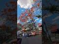 Ganito pag summer makukulay ang puno #wow #nature #shortvideo @alingtinderavlogs