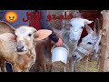 اقوي تجميعه فيديوهات كوميدي مع العجل عنتر و عيد و ام ورده و ام عيد و ايمن محمد العجل عنتر 