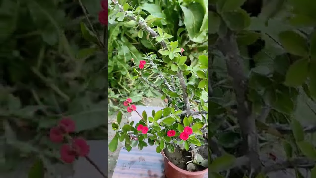 Euforbia mili, Tikanlar taci, Bednezer gulu