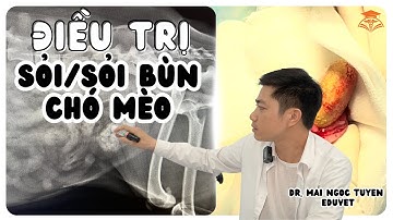 Điều trị sỏi, sỏi bùn bàng quang ở chó mèo|Treatment of bladder stones and sludge | EduVET