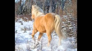 Timed Horse Gesture Poses Timed Horse Gesture Poses