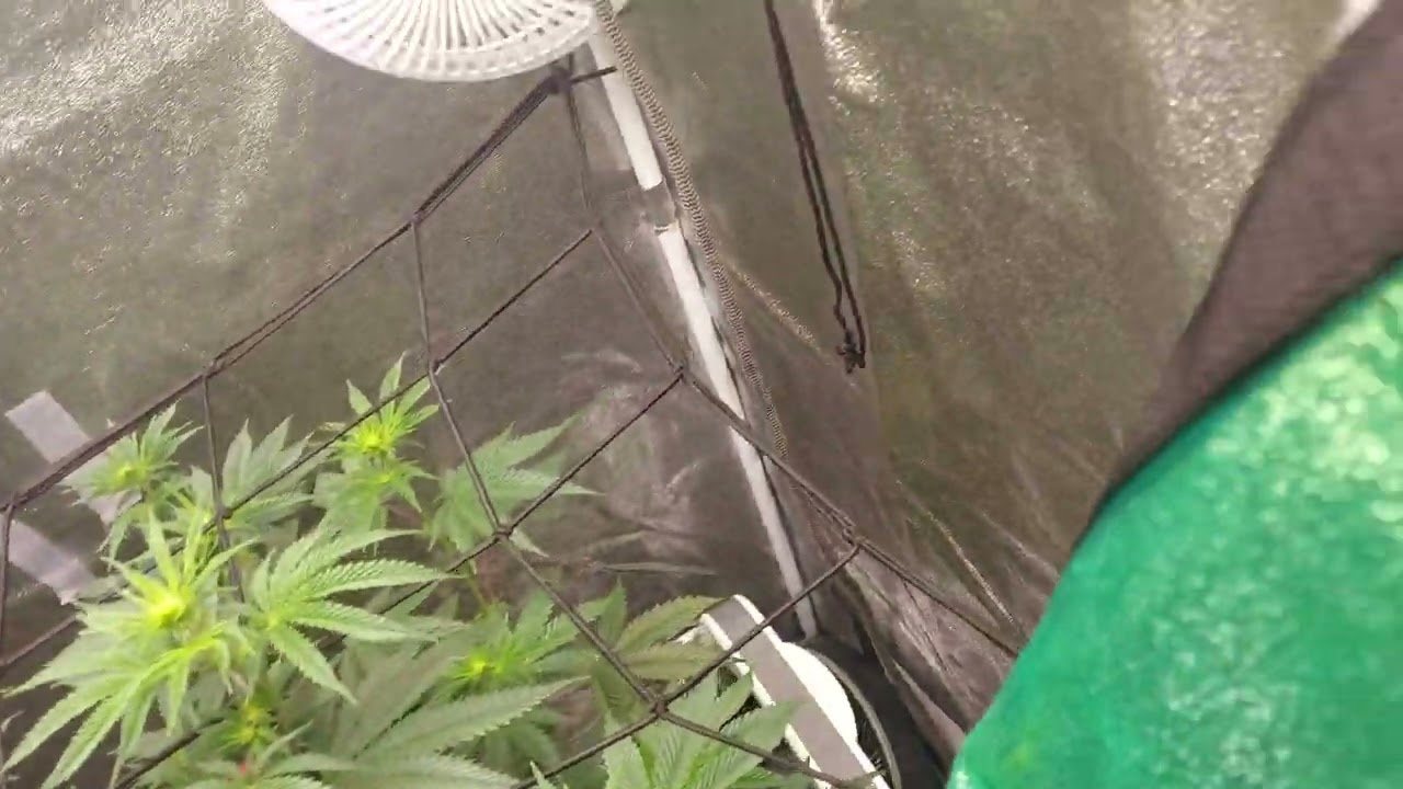 Motor boof silver star genetics and garlic icing