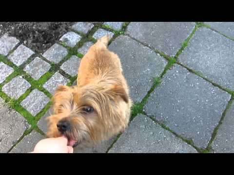 Video: Norfolk Terrier Hunderase Allergivennlig, Helse Og Levetid