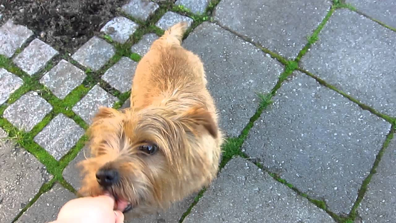 Kontaktlyd- bjeffing