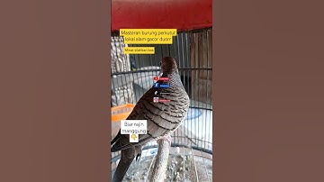 Burung perkutut lokal alam manggung gacor buat masteran pancingan pikat merbuk turtledove #perkutut