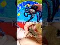 Fun Toys | Bug Insect Names for Kids to Learn: Earthworm Jewel Beetle Scorpion Scarab Beetle
