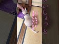 【猫和尚のお参り】姿勢を整えて #cat #cute #tabby