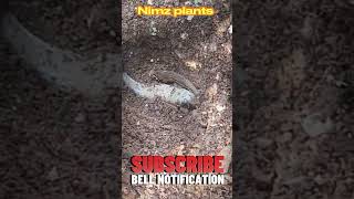 How to  Make Compost  | IN. 10 DAYS #shorts #viral #youtubeshorts #shortvideo #subscribe #