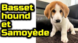 Basset hound et Samoyède Les chiens de race mixte by Chat Chien et Amis 73 views 11 months ago 4 minutes, 26 seconds