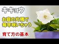 キキョウの育て方　暑さや寒さにめちゃ強い宿根草です！植えっぱなしOK！株分けも可能！切り戻しについても触れています！