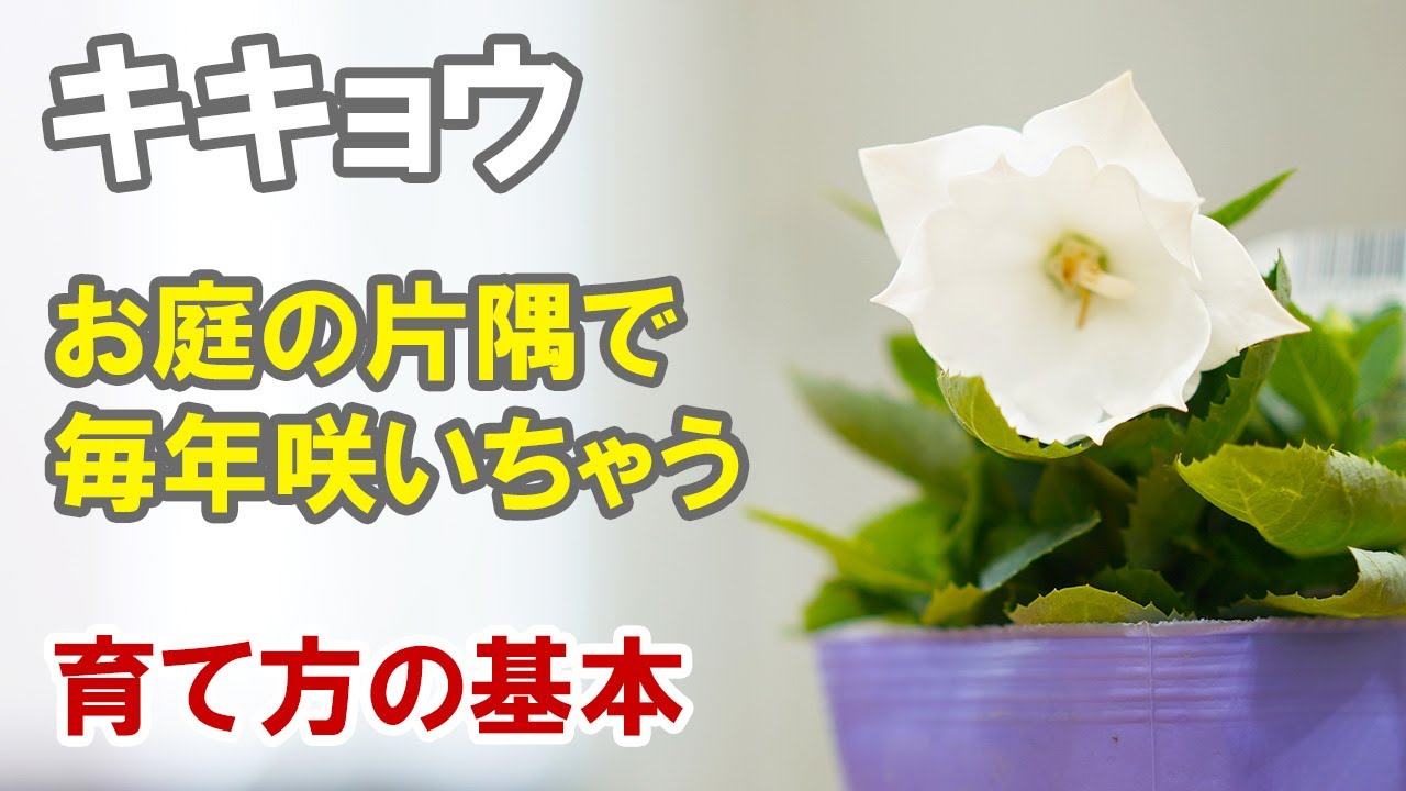 キキョウの育て方 暑さや寒さにめちゃ強い宿根草です 植えっぱなしok 株分けも可能 切り戻しについても触れています Youtube