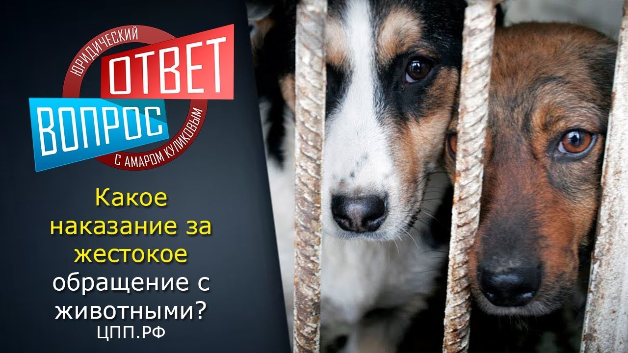 Жестокое обращение с животными статья 245 ук
