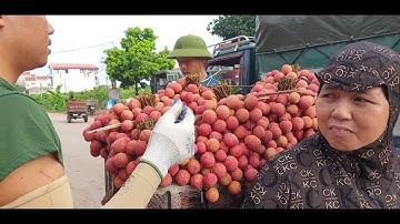 Cập Nhật Giá Vải Lục Ngạn Xe Cóc Chợ Quê Tại Ngã Ba ÁP I Núi ĐỒi Lục Ngạn