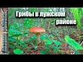 Сбор грибов в Лужском районе. Грибы в Ленинградской области.