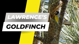Learn the Song of the Lawrence’s Goldfinch