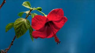 Soothing, charming music that takes you to another world screenshot 4