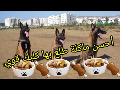 فيديو: ما هو طعام الكلاب 