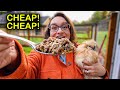 These CHEAP and FREE Foods Keep Chickens Healthy in WINTER!