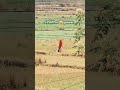 20x zoom test s24 ultra🤫#youtubeshort#viralvideo #ytshorts#s24ultra#zooming#s24ultravsiphone16zoom