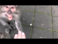 ШОК!!! Нападение обезьяны на человека