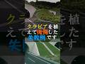 植えて後悔クラピアで失敗した例を紹介します #Shorts